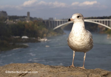 Niagara - Cheeky Seagull 2