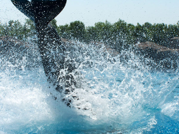 Summer 2007 Orca Whale Splash Show 15