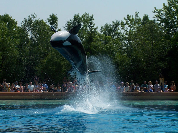 Summer 2007 Orca Whale Splash Show 26