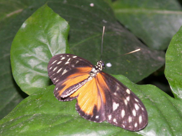 Butterfly Conservatory in Winter 2007 06