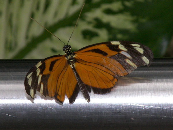 Butterfly Conservatory in Winter 2007 20