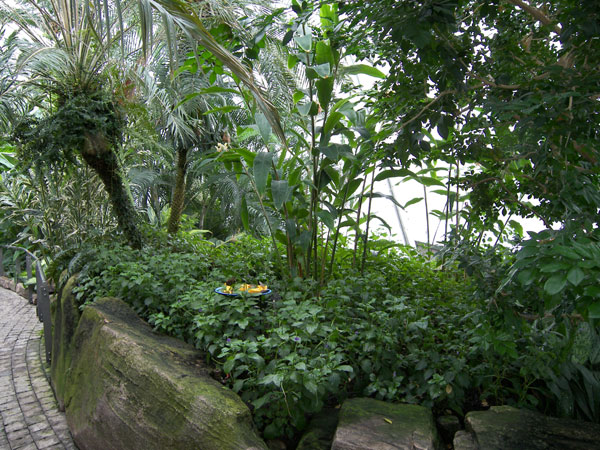 Butterfly Conservatory in Winter 2007 23