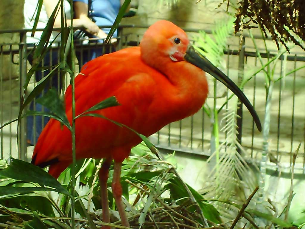 Bird Kingdom in Summer 2009 47