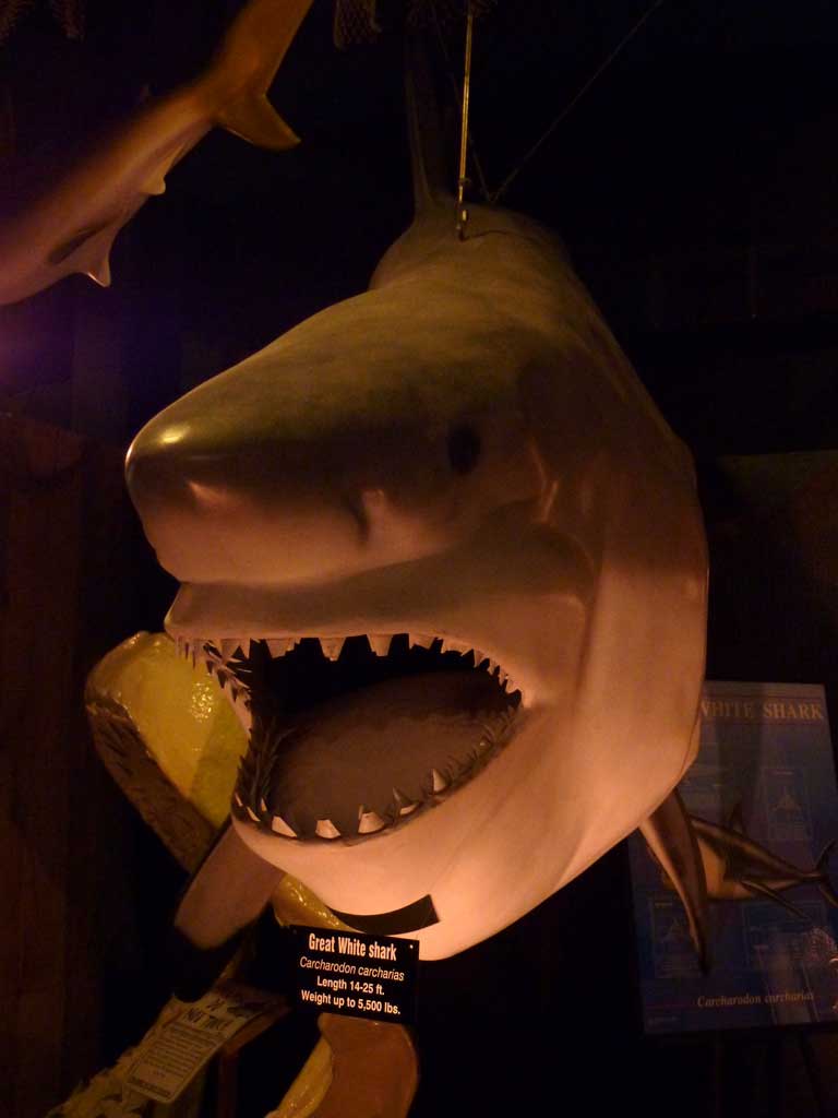 Aquarium of Niagara in Summer 2012 10