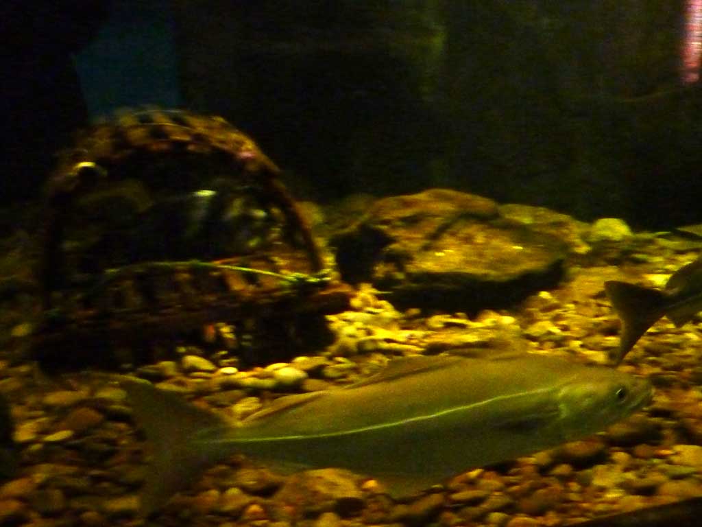 Aquarium of Niagara in Summer 2012 25