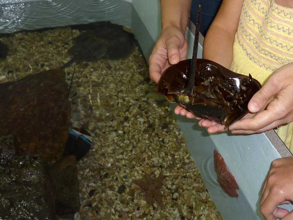 Aquarium of Niagara in Summer 2012 45