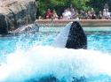 Summer 2007 Orca Whale Splash Show 25