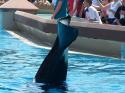 Summer 2007 Orca Whale Splash Show 30