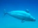 Lone Beluga Whale