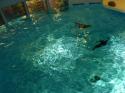 Aquarium of Niagara in Summer 2012 12