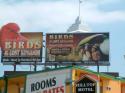 Niagara Falls Aviary billboards
